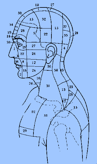 Auszug aus der Topographie der Hautzonen