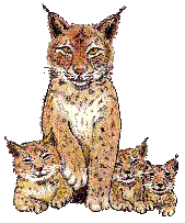 Die Hexen von Paranormal Deutschland e.V.