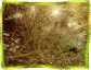 Natur 01